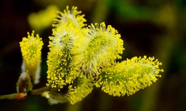 24 مورد از مهم ترین خواص بیدمشک + نکات مصرف و مضرات